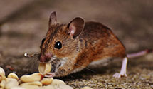 opossum-control Experts in Parcel Return Svc